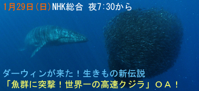 sei whale iwashi kujira 1