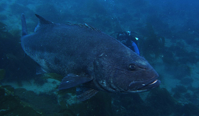 Nhk Bsプレミアム ワイルドライフ 幻の巨大魚 大集結の謎を追う 放送 日本水中映像