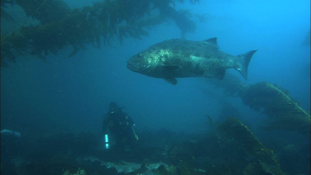 kokuchi and diver