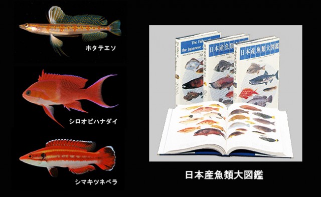 益田一と日本の魚類学 特別展 7月日より開催 日本水中映像