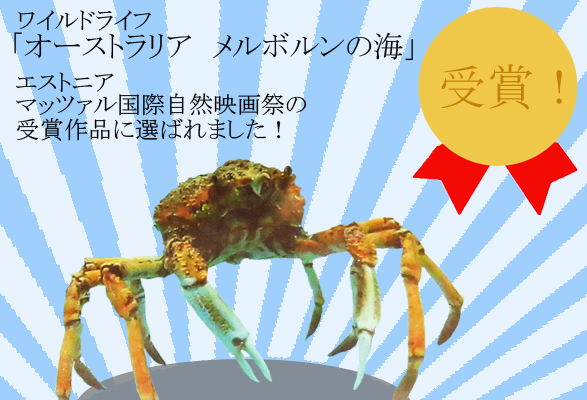 atsalu spidercrab