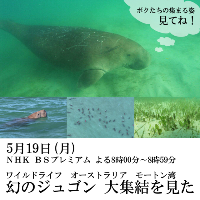 dugong oshirase