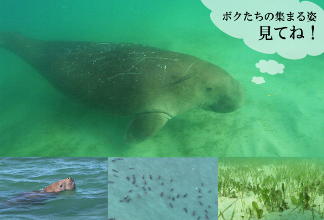 dugong oshirase