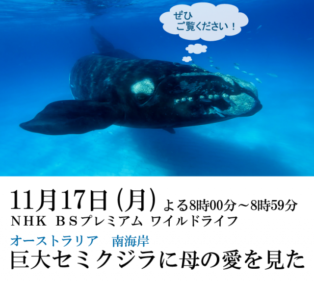 right whale oshirase