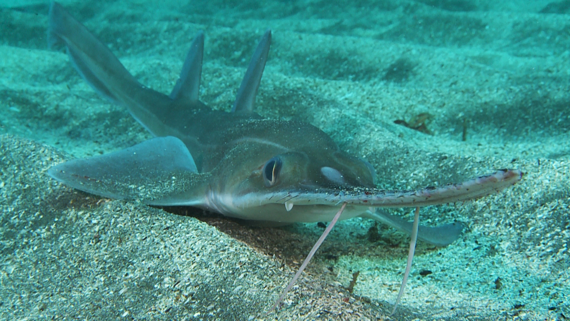 Japanese sawshark_20