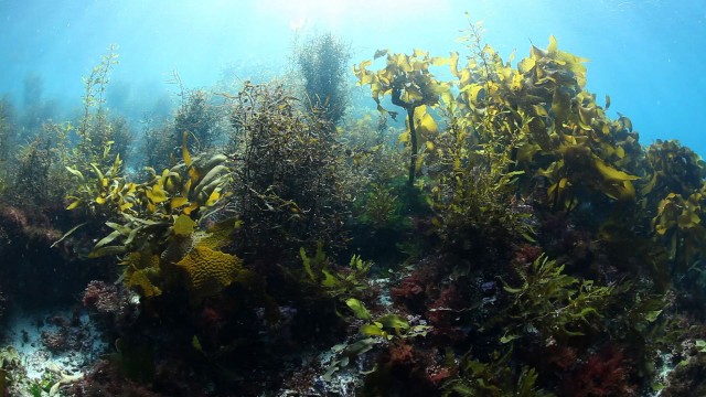 多種多様な海藻