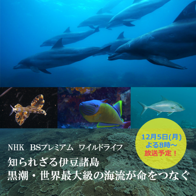 NHK ワイルドライフ　黒潮