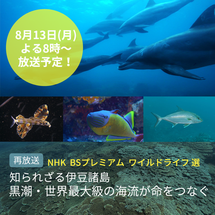 ワイルドライフ　黒潮