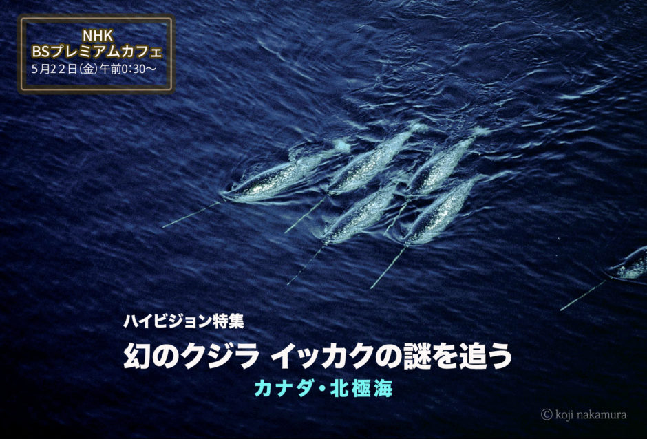 Nhk Bs P 幻のクジラ イッカクの謎を追う 再放送 日本水中映像