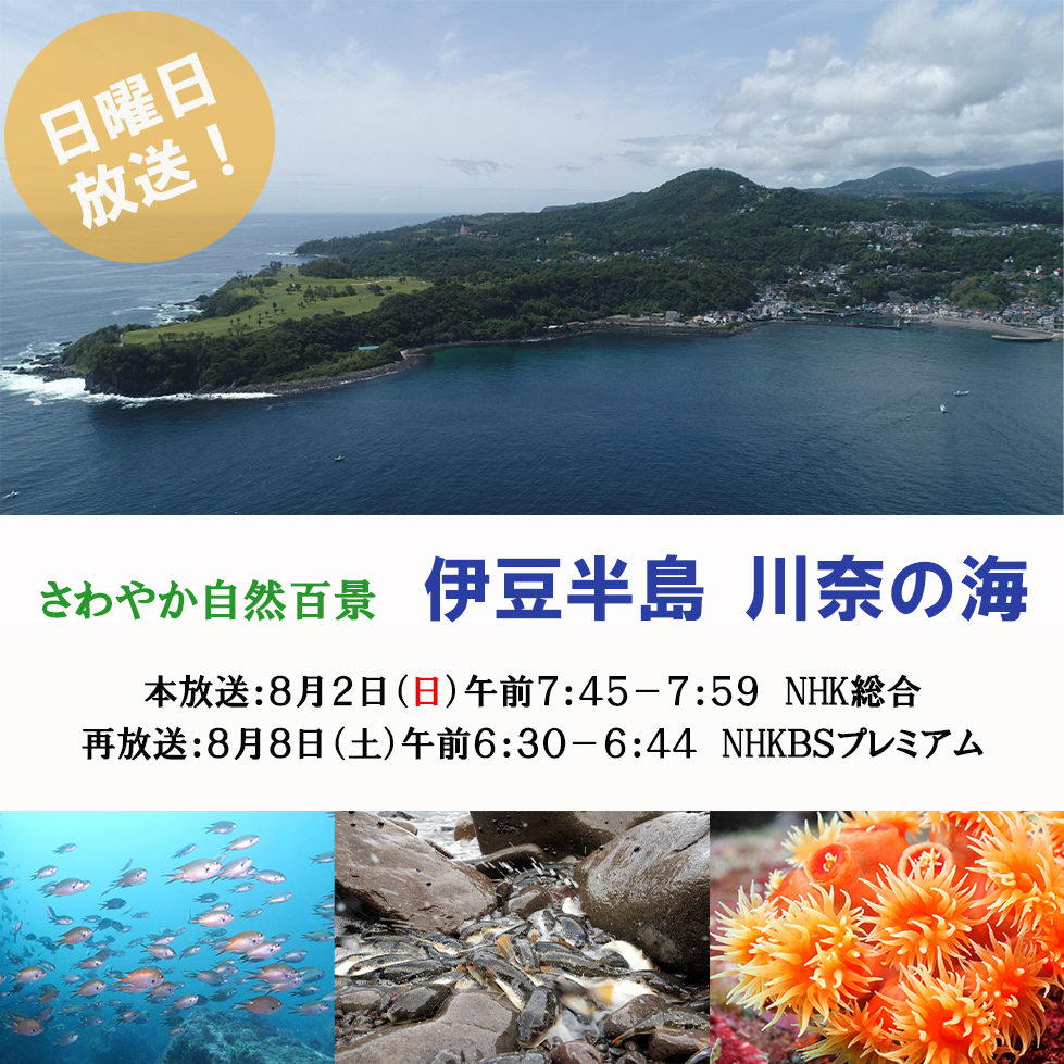 NHKさわやか自然百景「川奈の海」日本水中映像