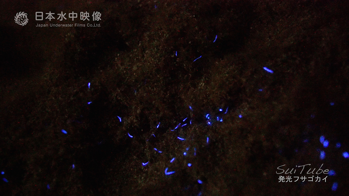 フサゴカイ　発光生物
