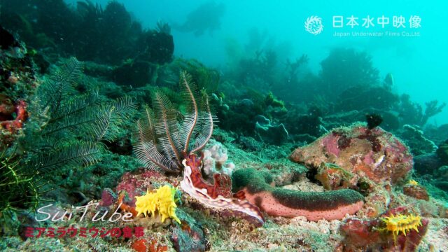 コモド諸島海域の海底