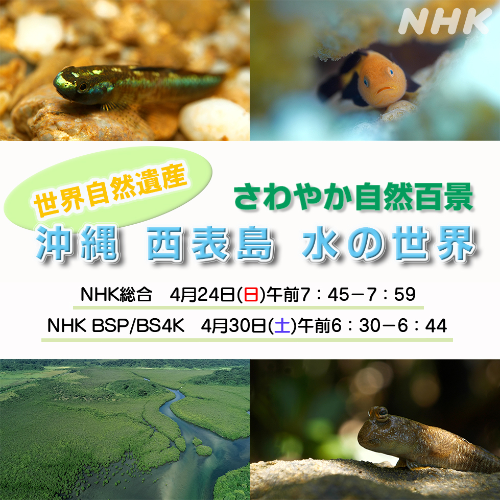 NHKさわやか自然百景「沖縄　西表島　水の世界」放送のお知らせ！
