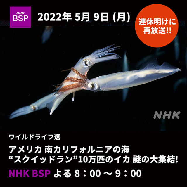 BSPスクイッドラン2022年5月番宣