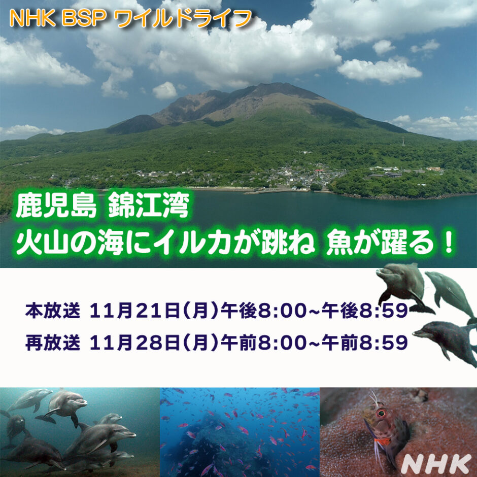 NHK　WL鹿児島錦江湾　告知画像