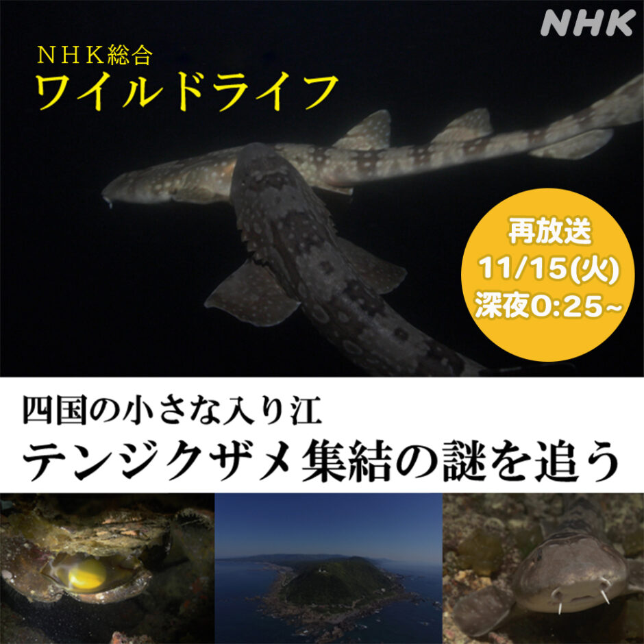 NHK総合　ワイルドライフ「四国の小さな入り江　テンジクザメ集結の謎を追う」再放送
