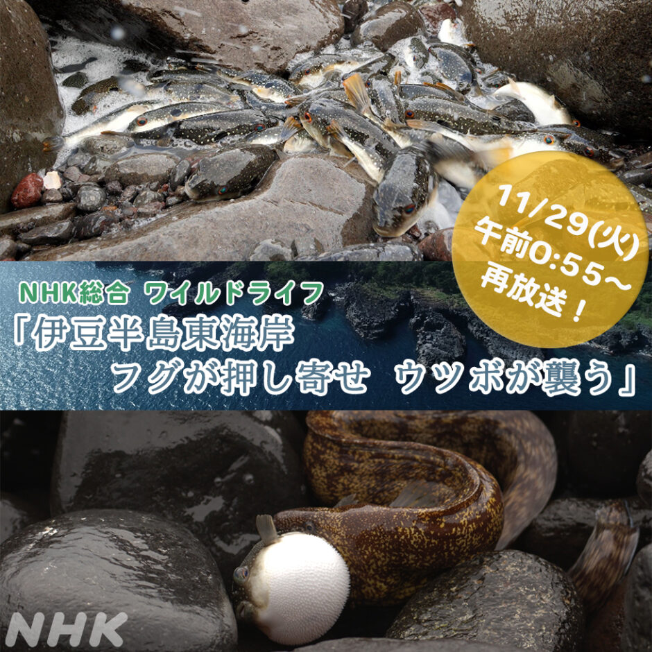 NHK総合　ワイルドライフ「伊豆半島東海岸　フグが押し寄せ　ウツボが襲う」告知画像
