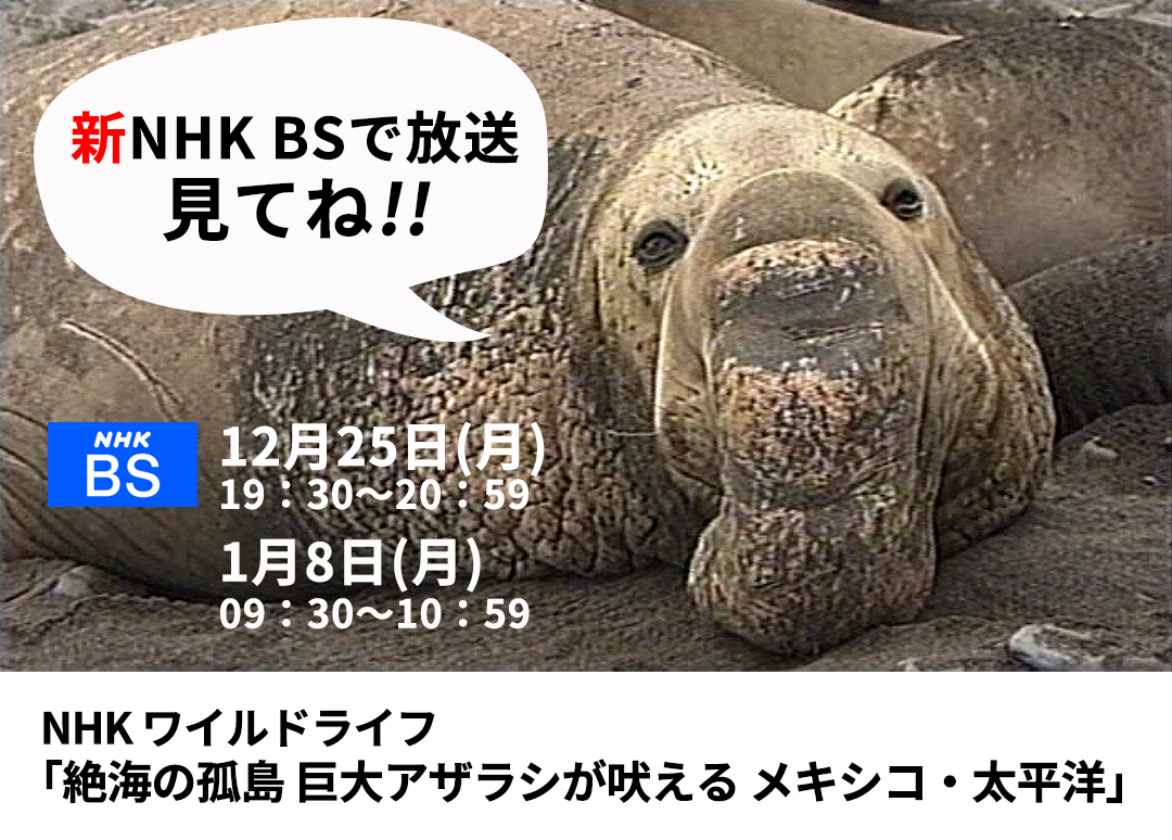 NHKワイルドライフ「ゾウアザラシ」