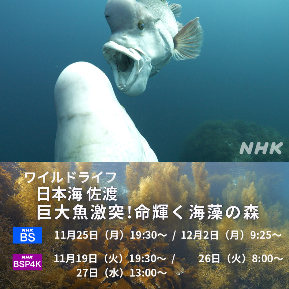 NHKワイルドライフ「日本海 佐渡 巨大魚激突! 命輝く海藻の森」再放送！