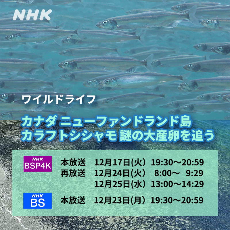 ワイルドライフ「ニューファンドランド島　カラフトシシャモ謎の大産卵を追う」