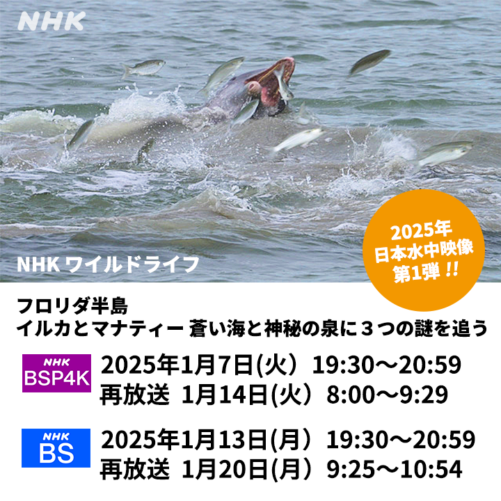 ワイルドライフ「フロリダ半島 イルカとマナティー 蒼い海と神秘の泉に3つの謎を追う」