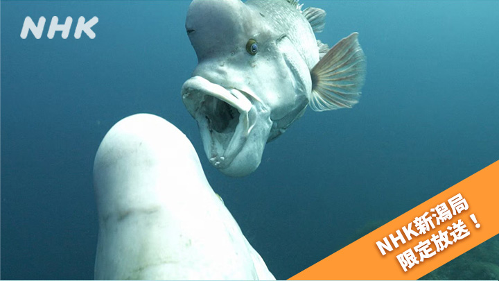 ワイルドライフ