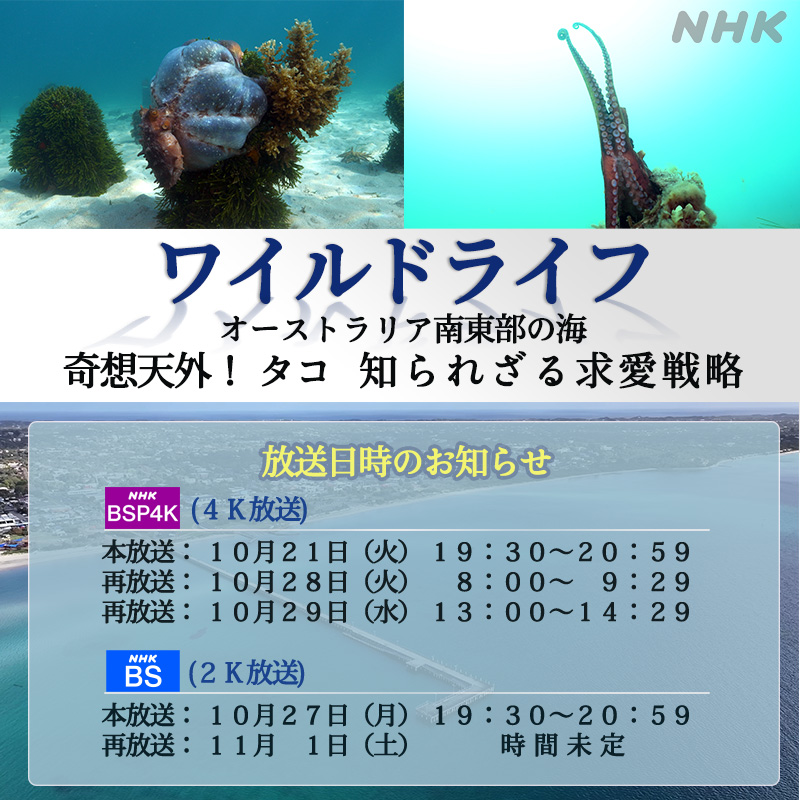 ワイルドライフオーストラリアのタコ放送のお知らせ