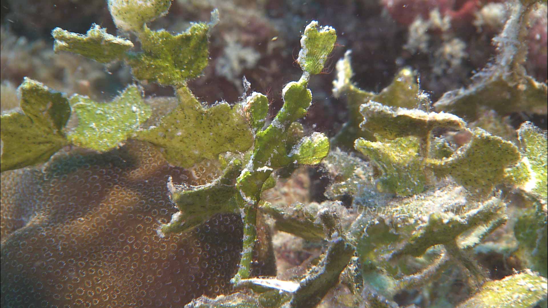Halimeda Ghostpipefish Mimicry