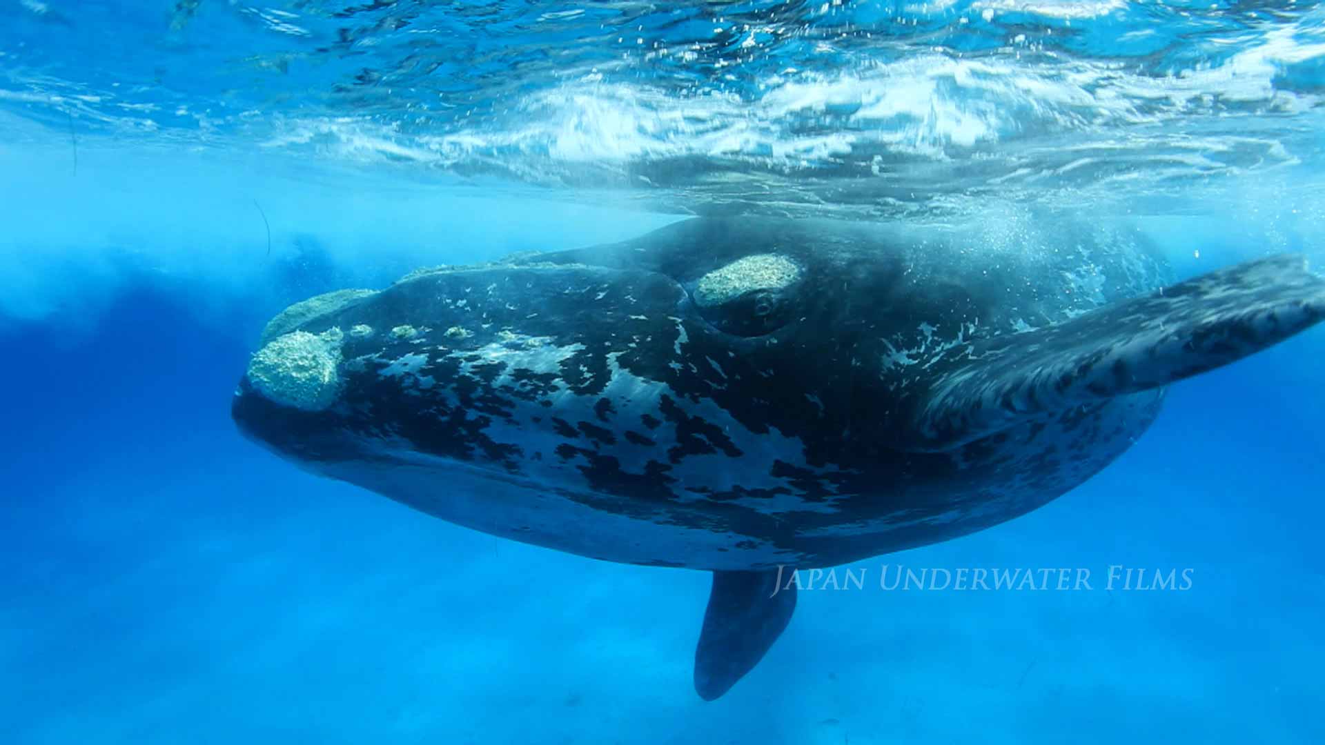 Whales, Dolphins, Mammals