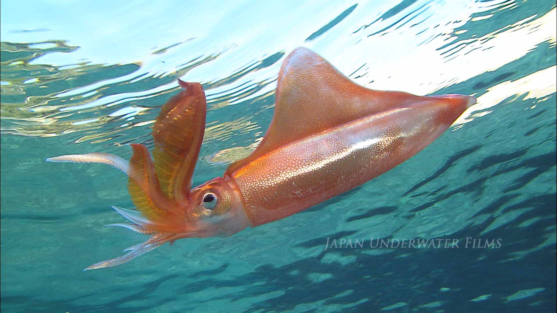 Squid, Octopus, Shellfish