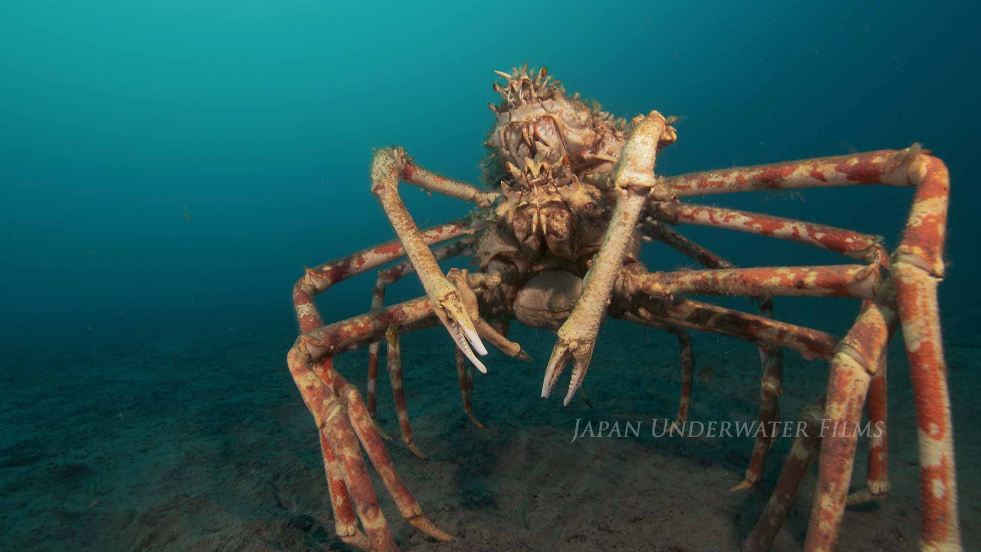 Shrimp, Crab, Crustaceans