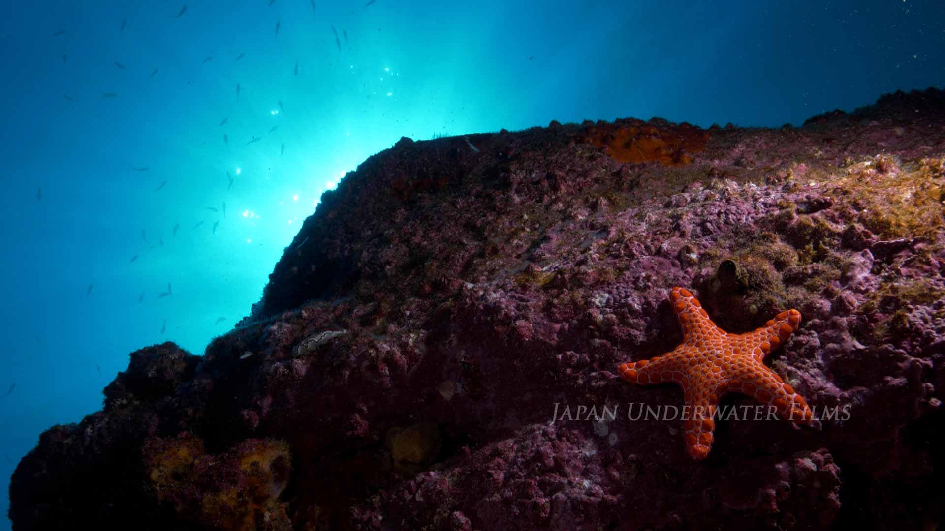 Sea Urchins, Sea Cucumbers, Echinoderms