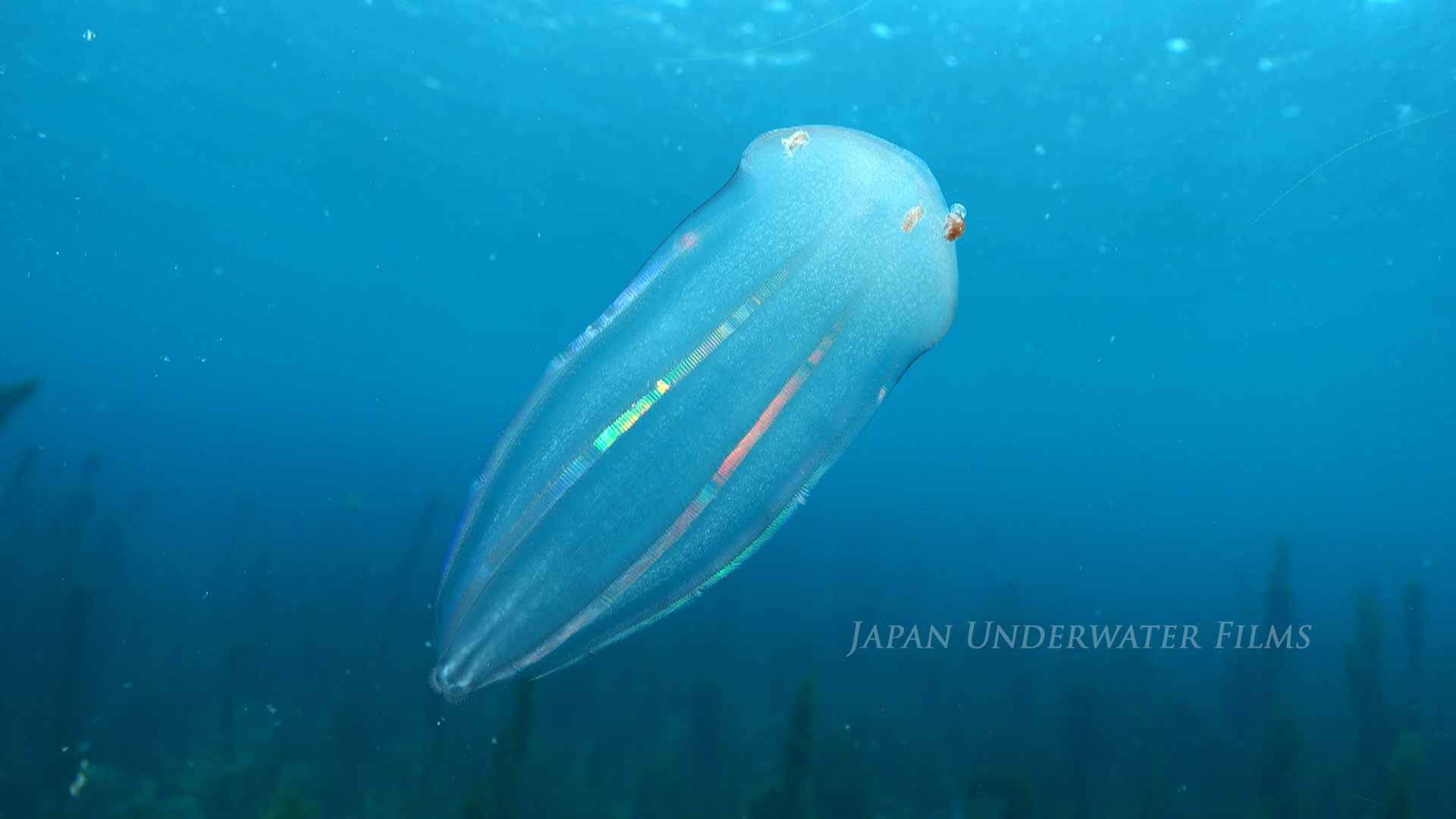 Jellyfish, Sea anemones, Cnidarians