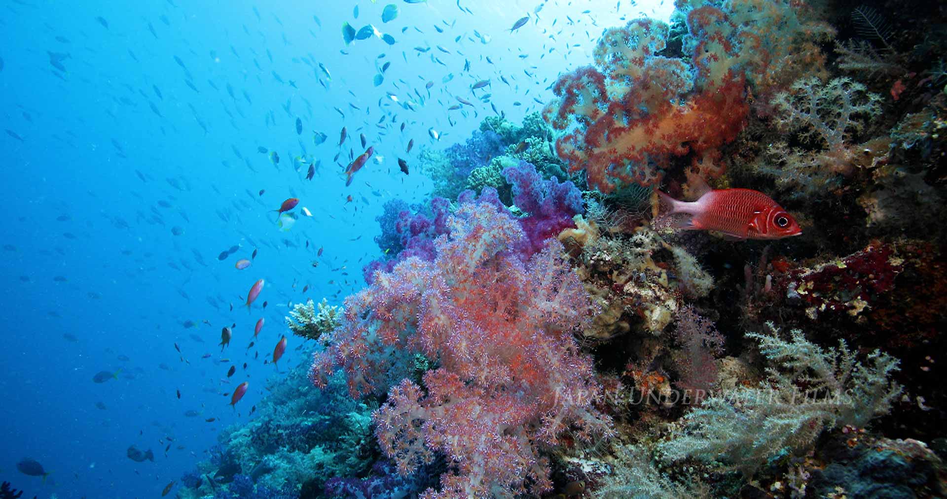 Underwater scenery and bubbles