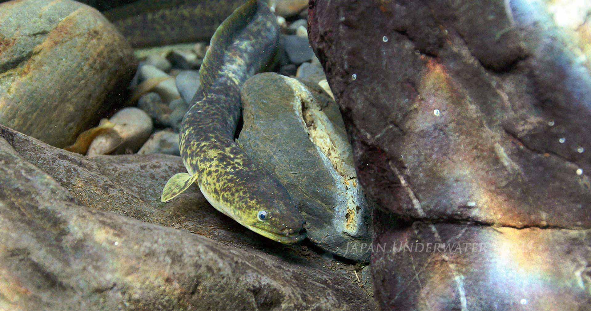 Freshwater and tidal flat creatures