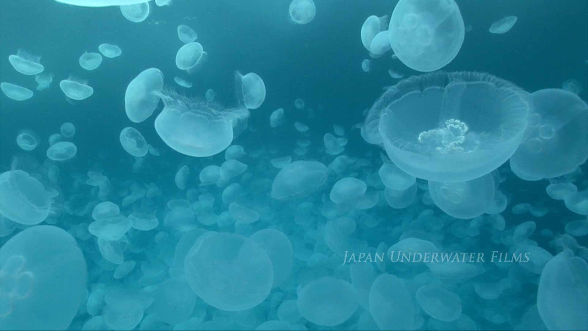 Big school of moon jellyfish