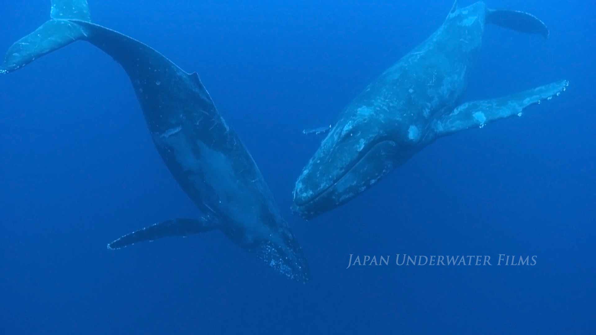 Humpback whale mother and calf