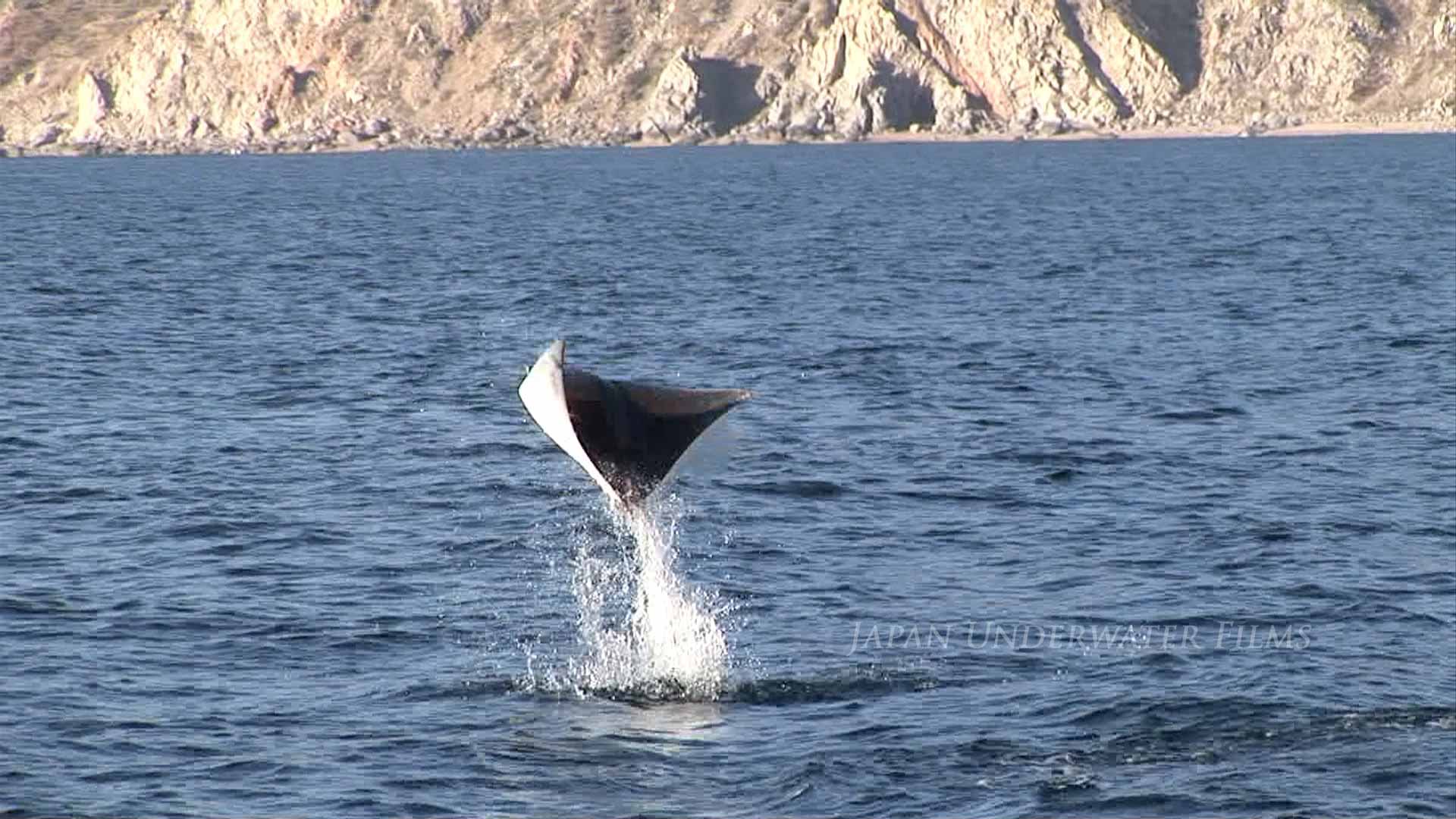 Flying Rays – Large School of Munk’s pygmy devil ray