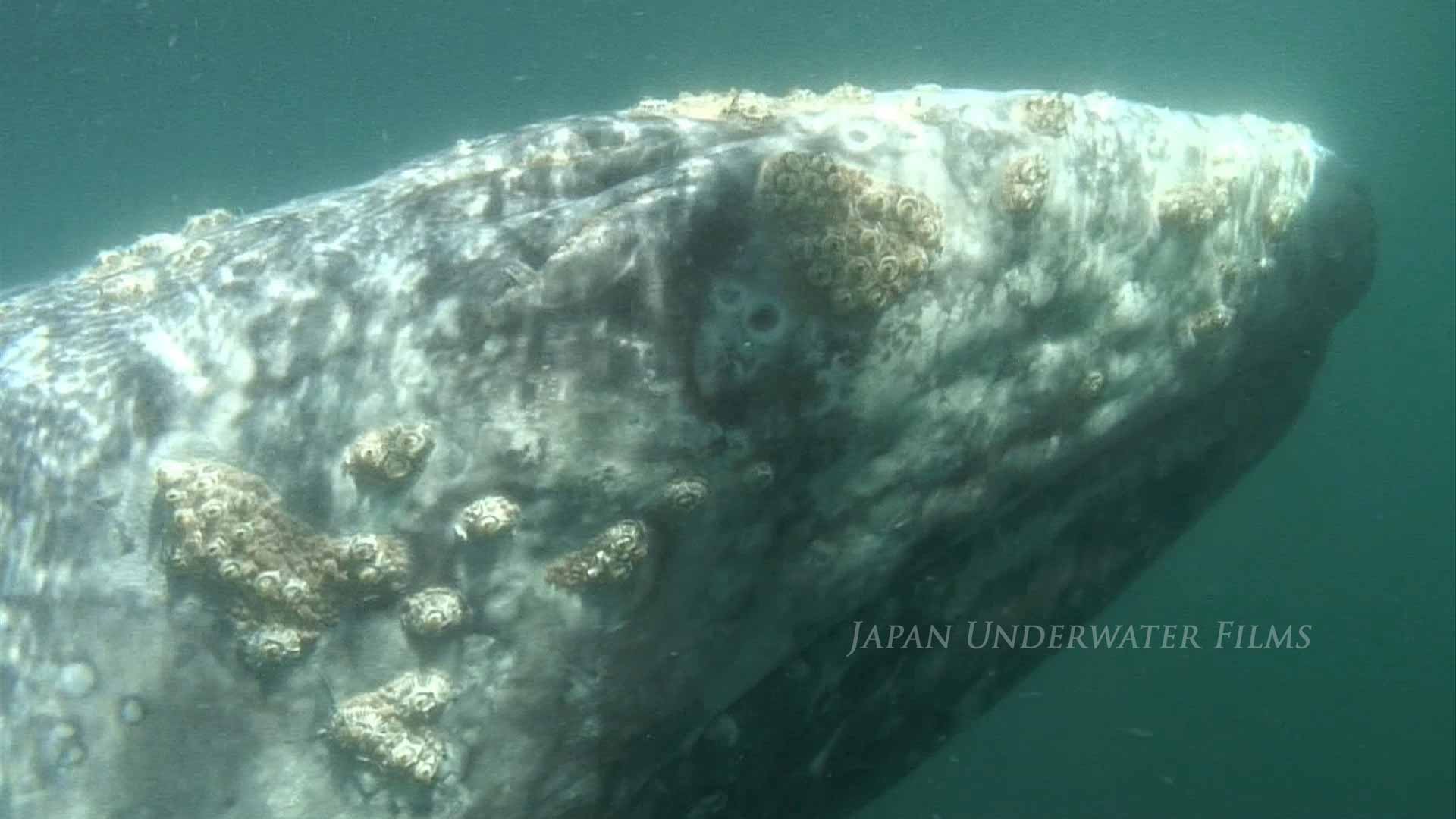 Gray whale