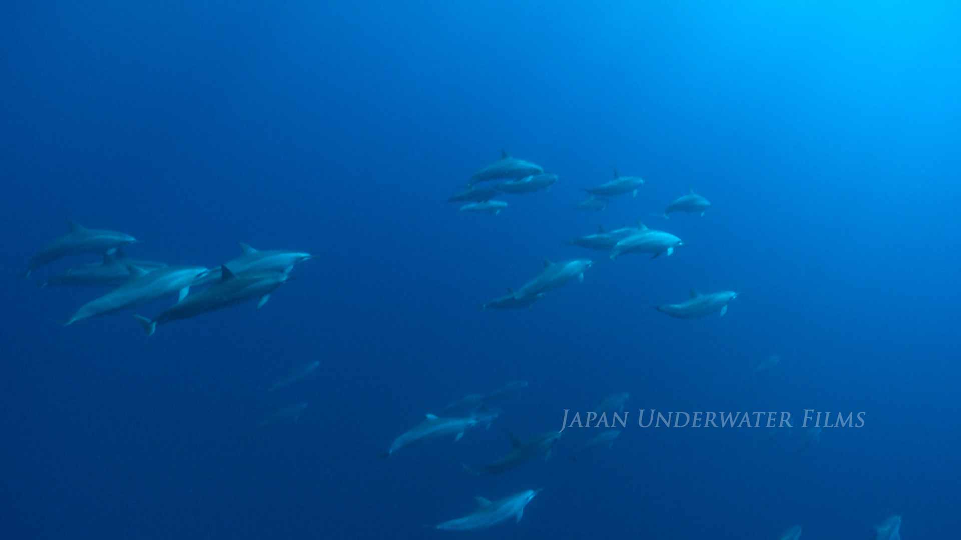 A pod of spinner dolphins