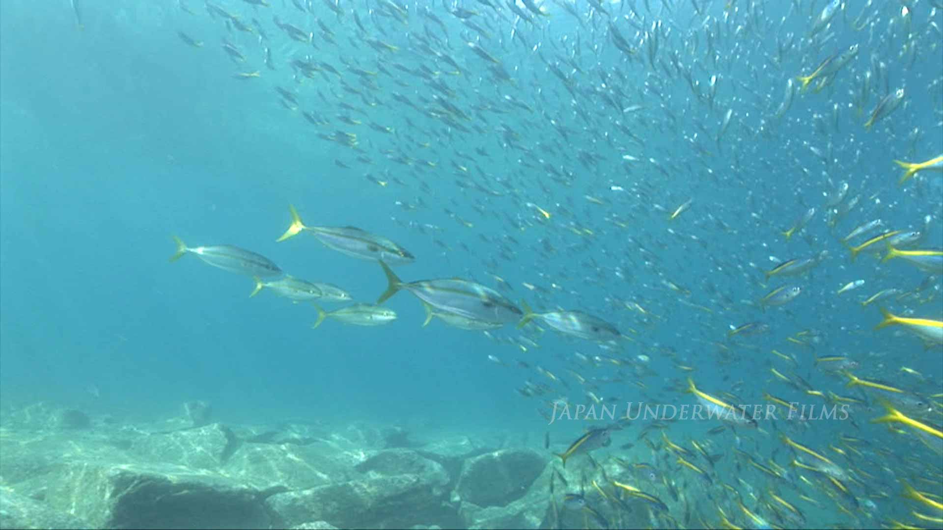 Japanese amberjack chase the school of Yellowstriped butterfish