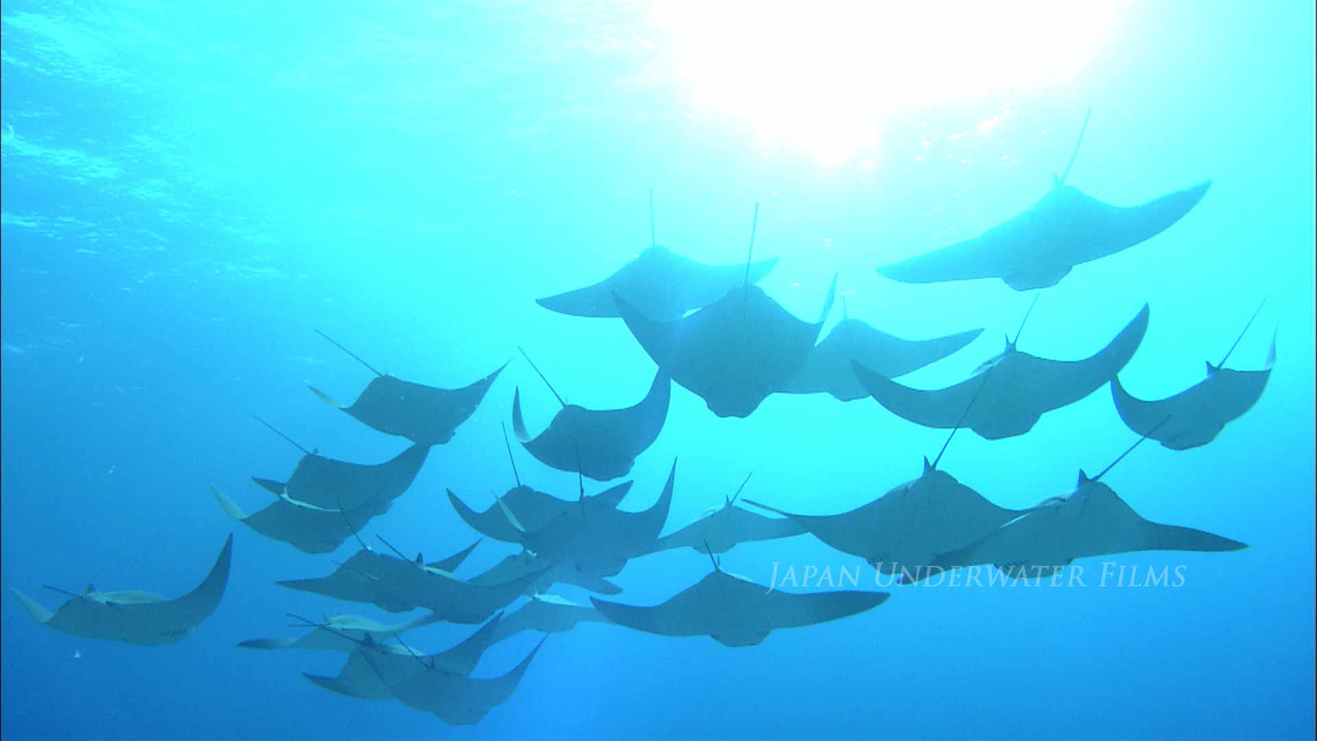 A school of Flapnose ray