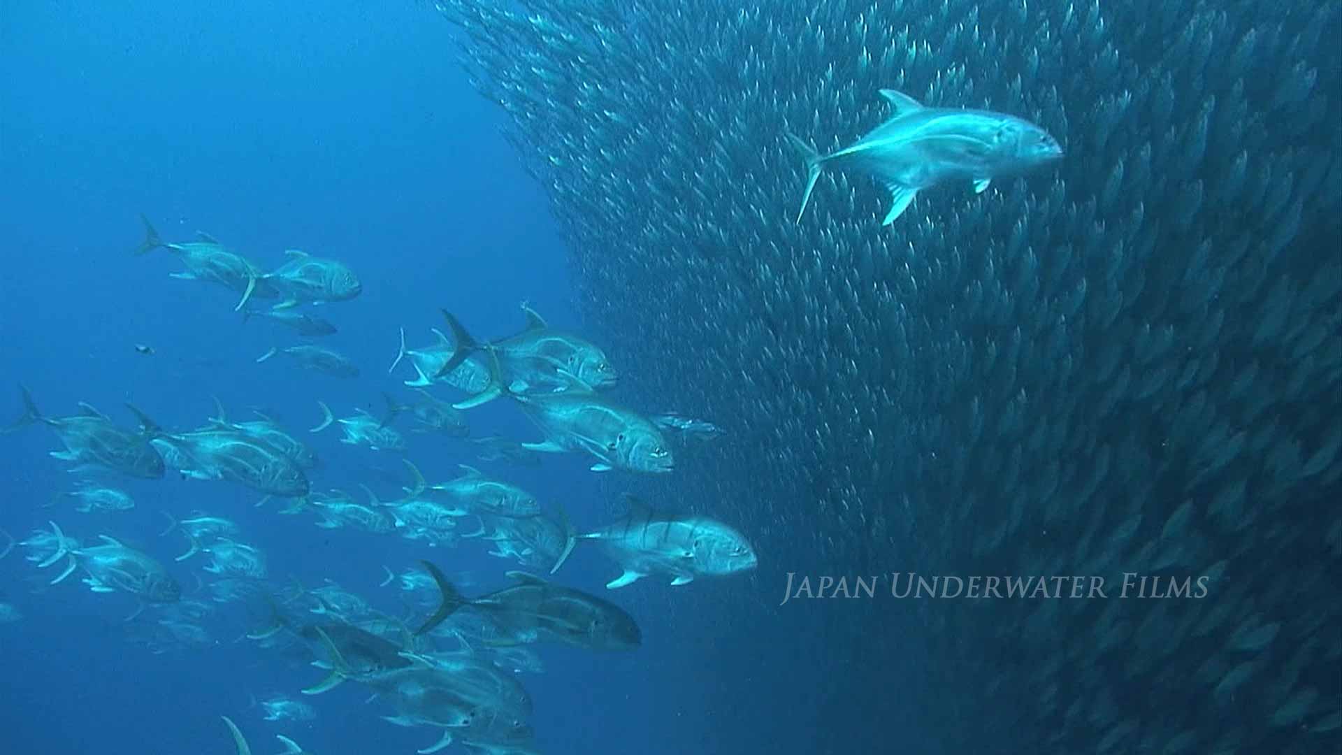 Huge School of Fish! Fish Balls