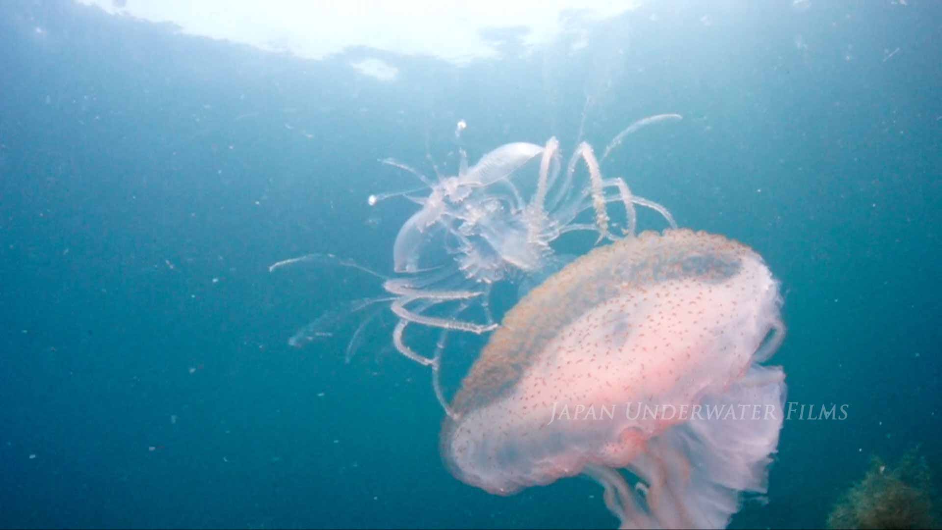 Jellyfish rider:a juvunile Japanese fan lobster on the jellyfish