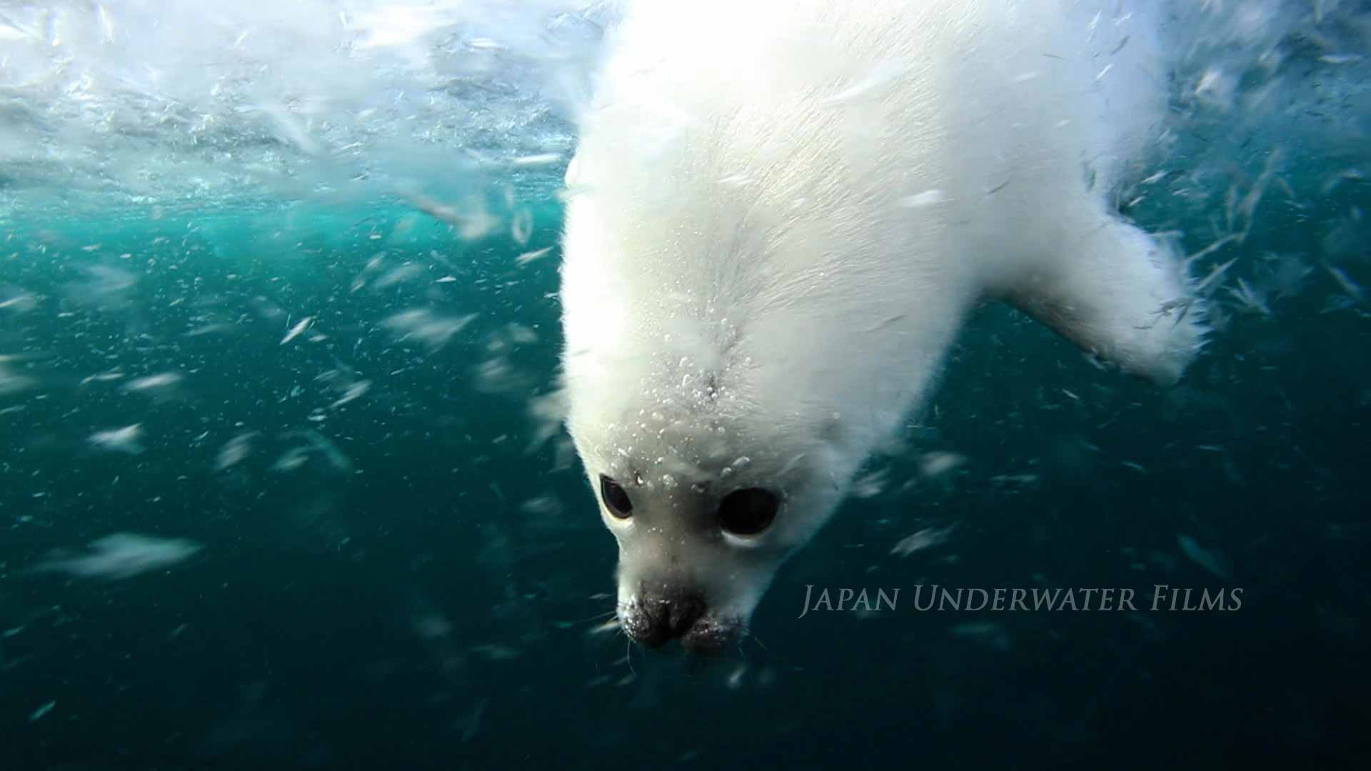 Baby harp seal
