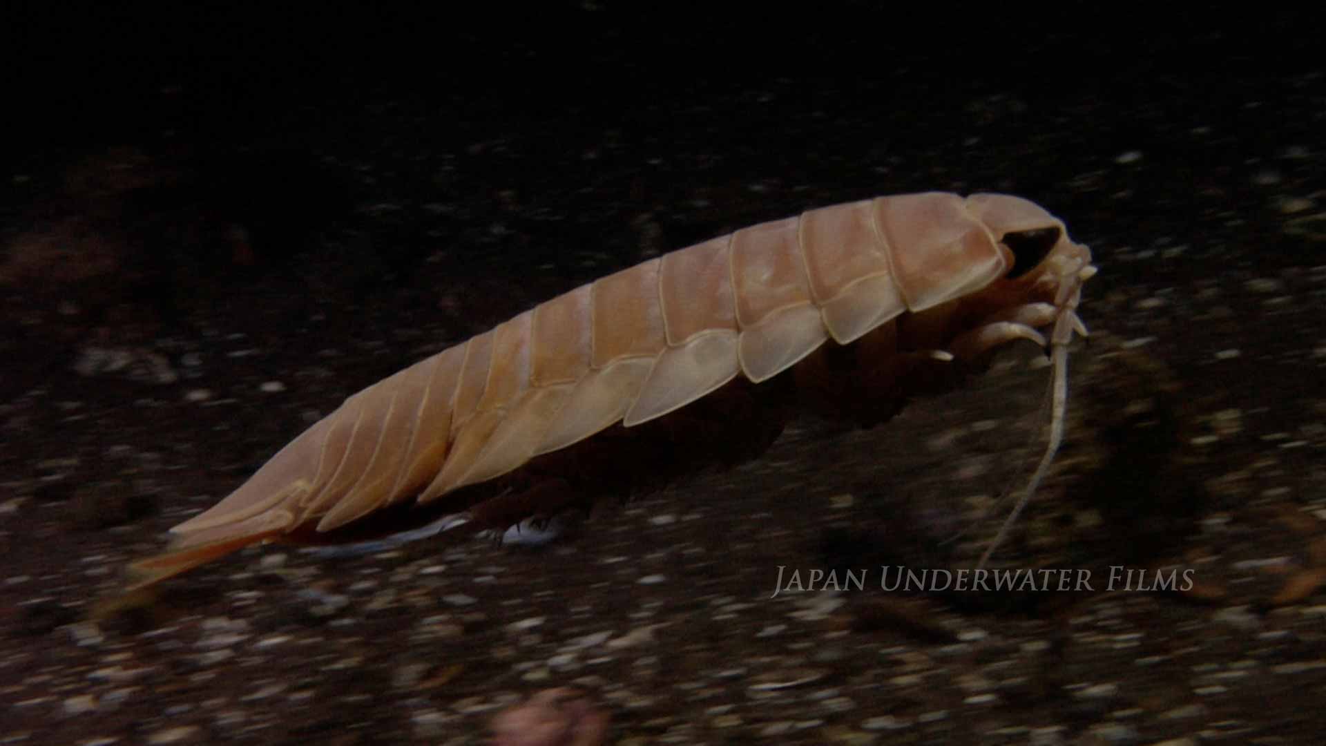 [Deep-sea creatures] Giant isopod