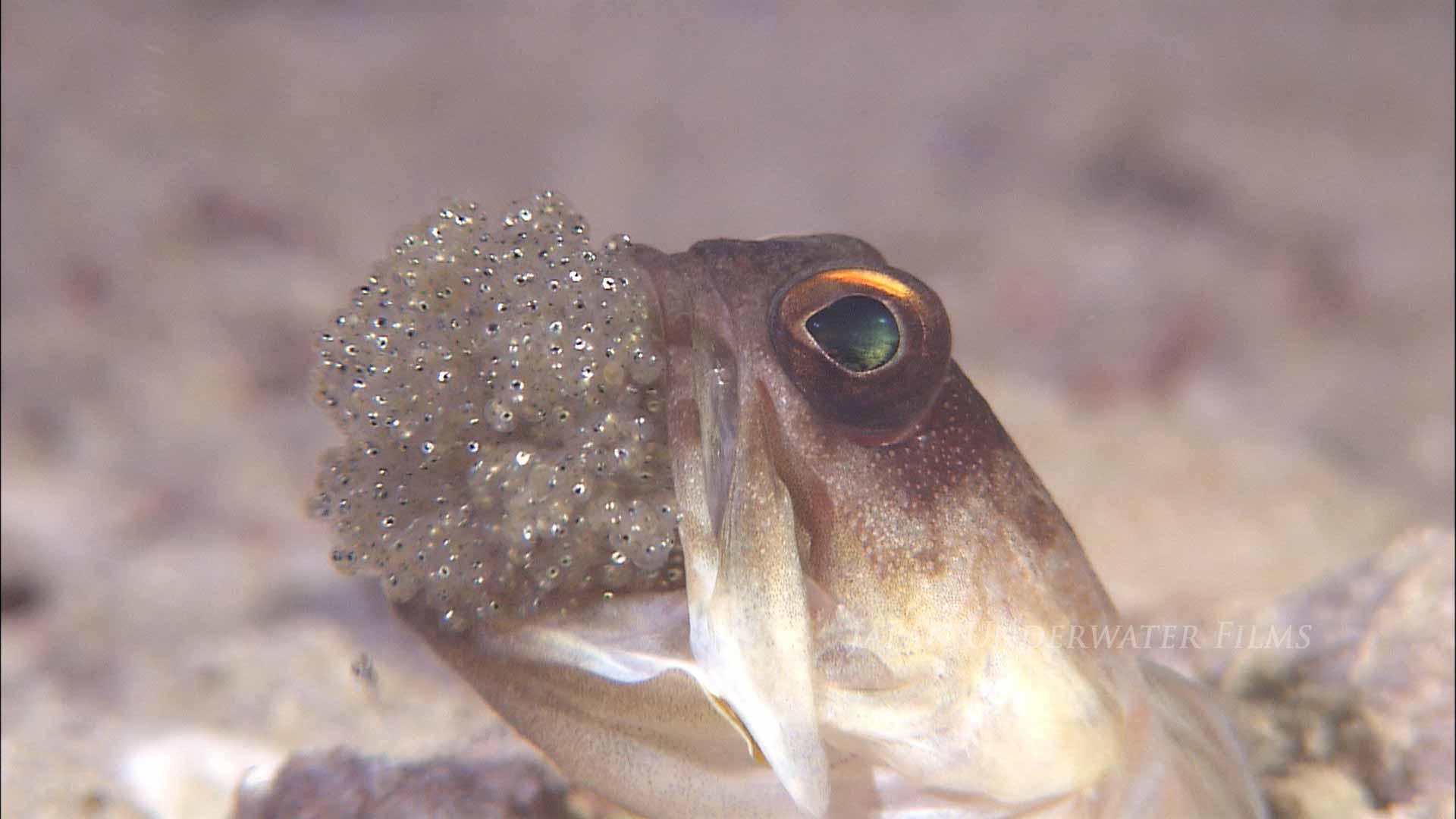 Gold Spec Jawfish mouth brooding and hatch out