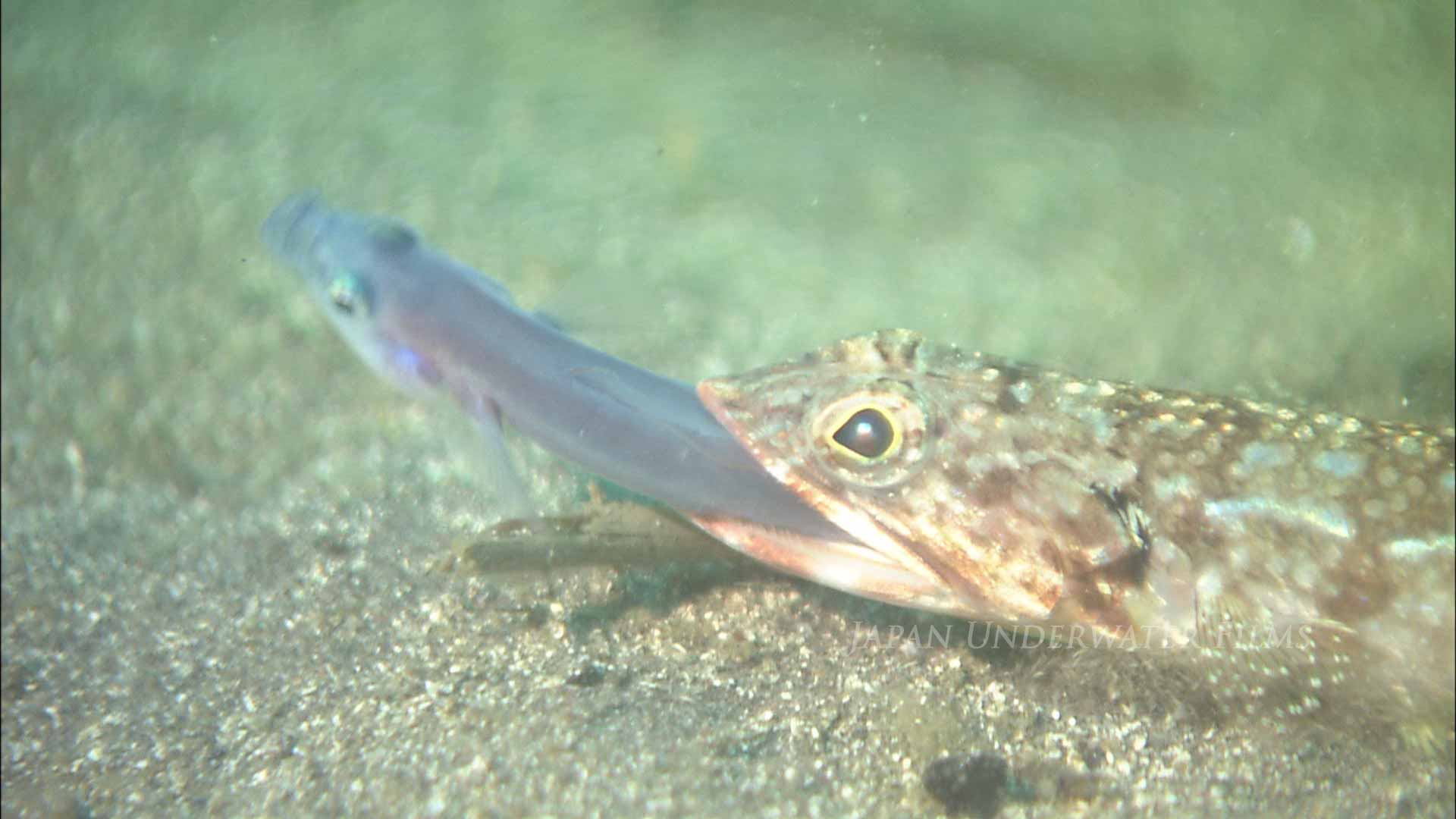 Blackear lizardfish eat Blue hana goby