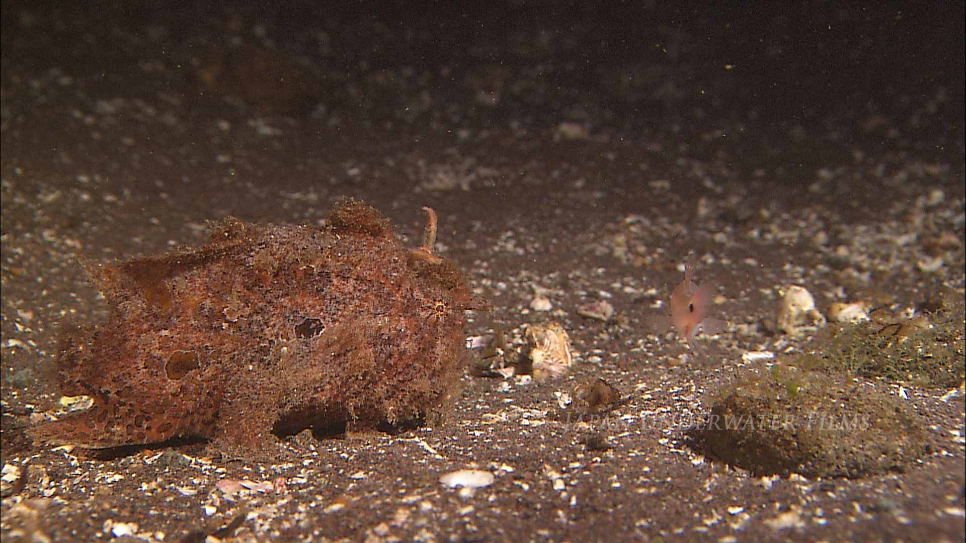Striated frogfish hunt small fish