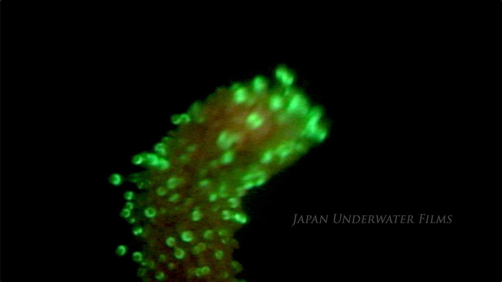 [Bioluminous Creatures] Sea pen